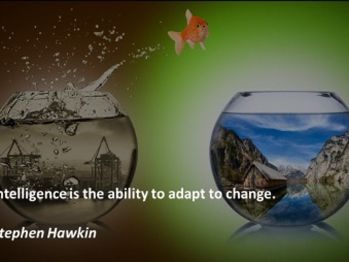 flockofcats Adaptability is a core part of my mission andy james